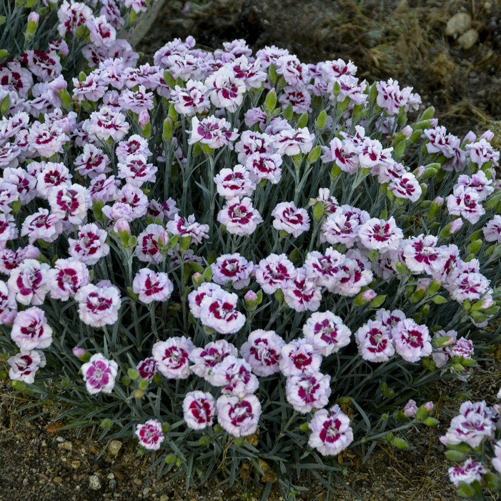 Dianthus carnation perennials Pretty Poppers Kiss & Tell
