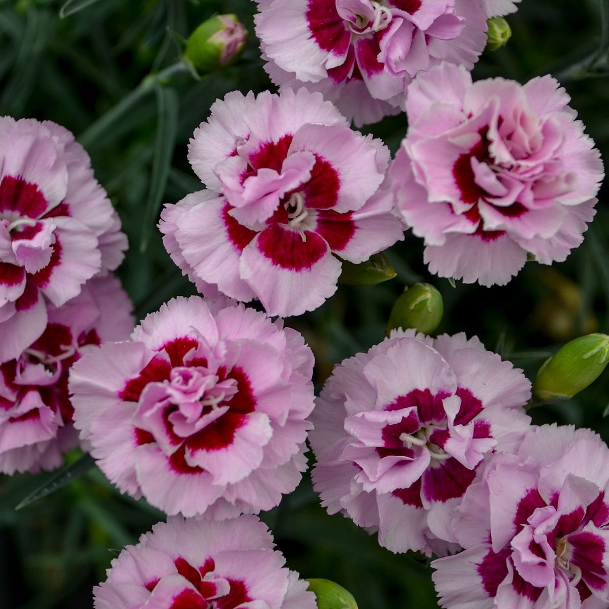 Pretty Poppers Kiss & Tell Dianthus perennial for sale in Lebanon