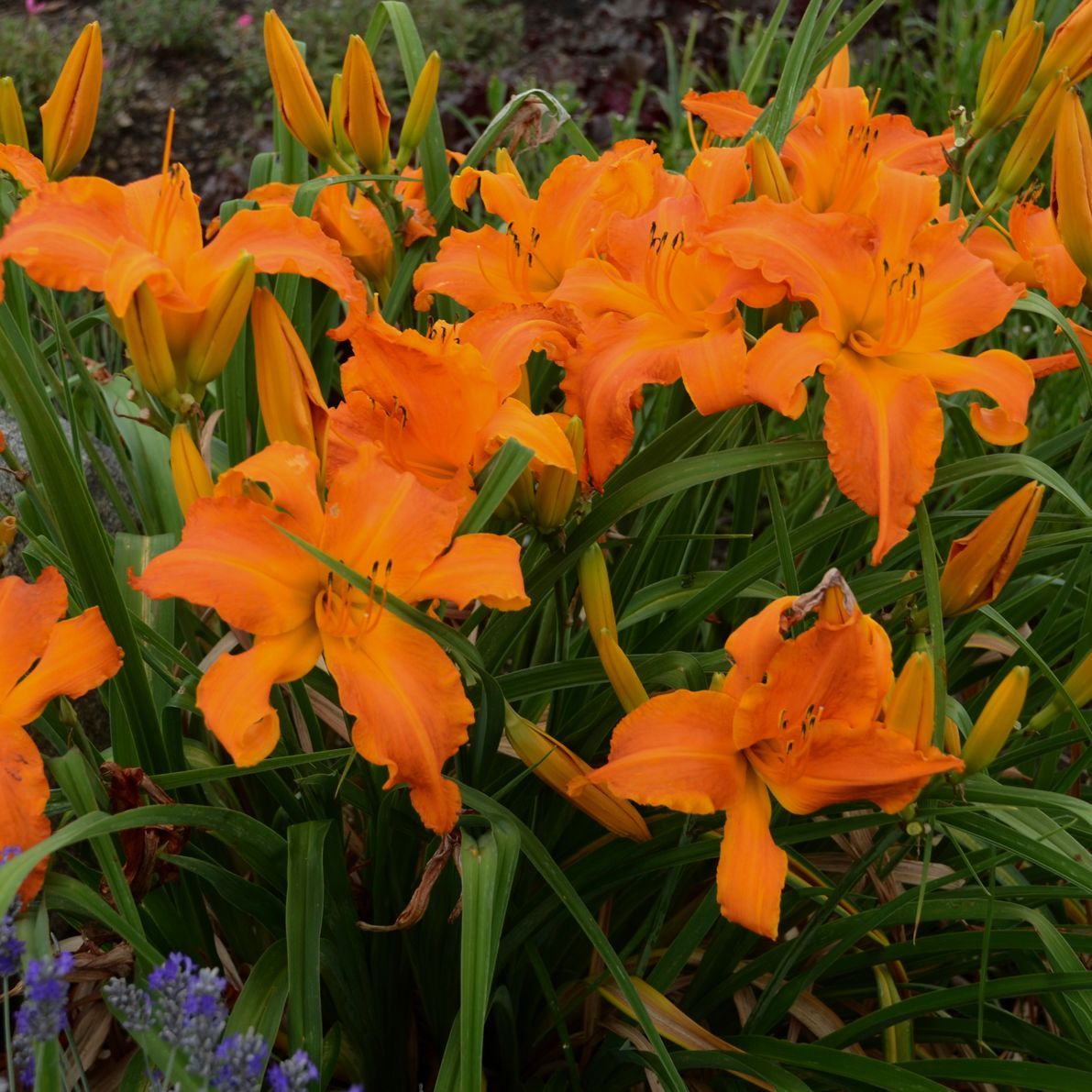 Hemerocallis Primal Scream Daylily perennial for sale in Lebanon