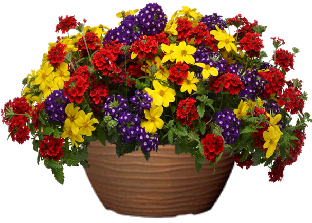 Express Yourself Petunia hanging basket flower mix for sale in Lebanon PA