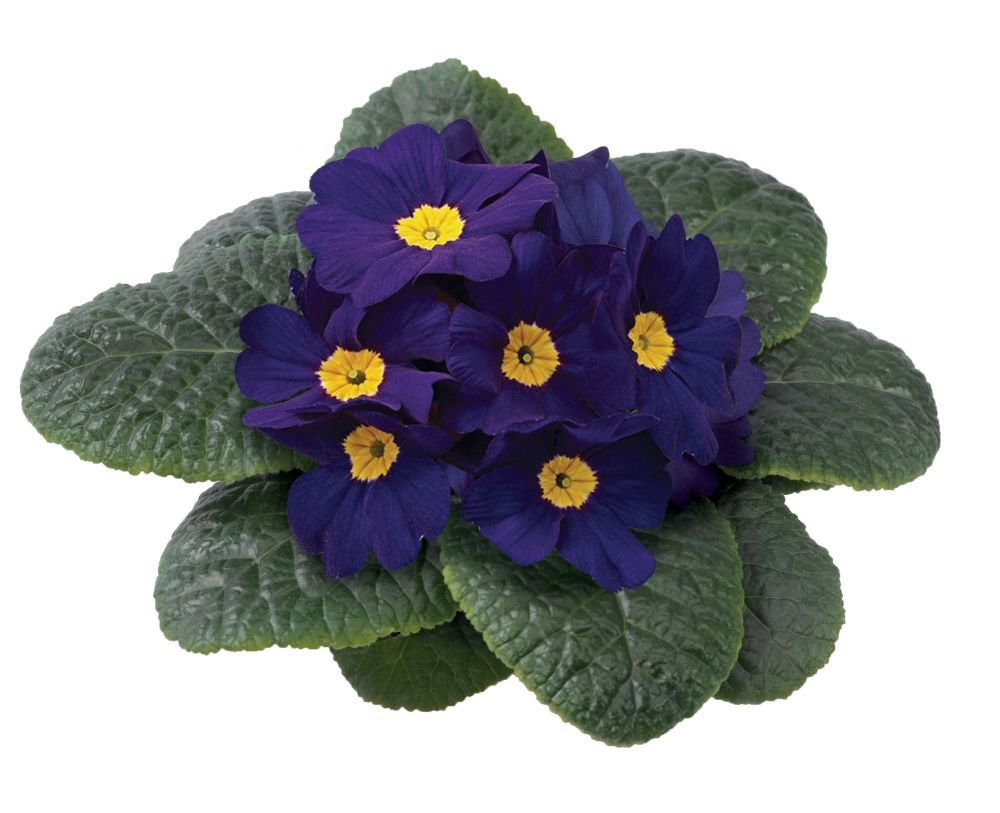 Primrose Blue flower for sale in Lebanon PA