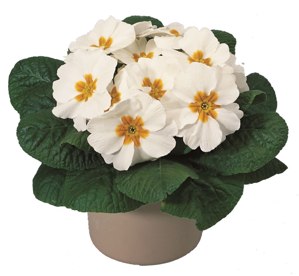 Primrose White flower for sale in Lebanon PA