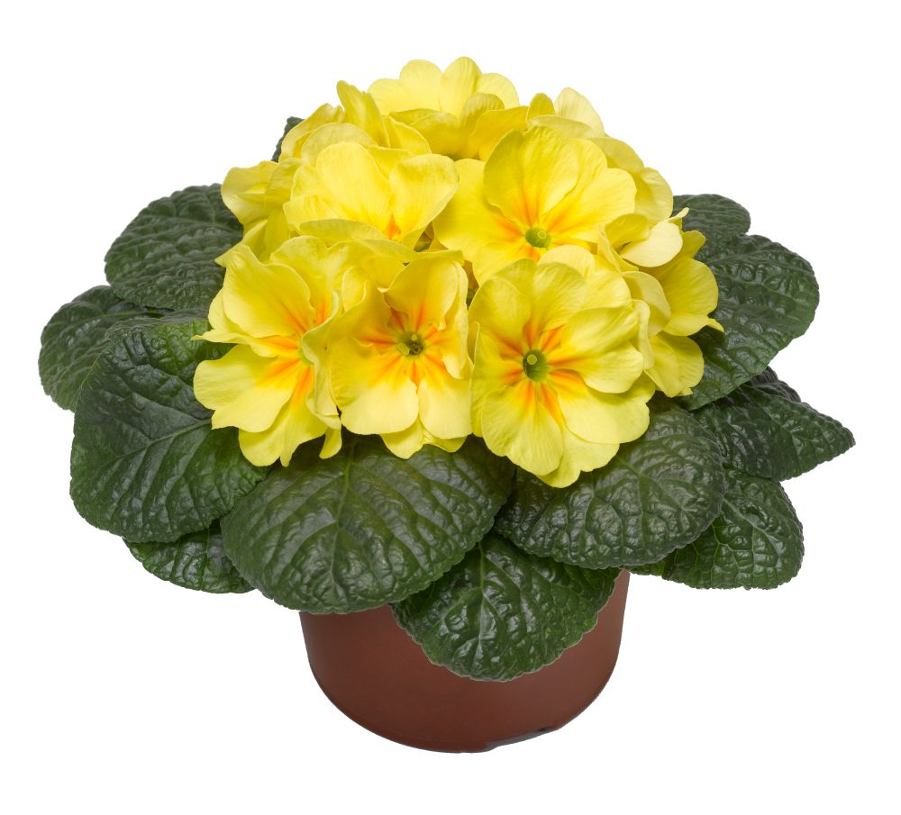 Primrose Yellow flower for sale in Lebanon PA