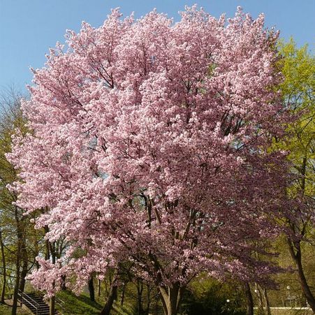 Prunus subhirtella 'Autumnalis' Autumn Flowering Cherry Tree