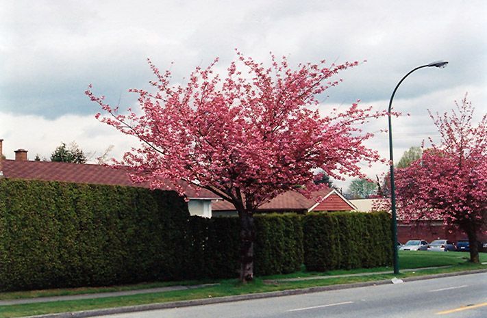 Prunus Serrulata Kwanzan  Flowering Cherry for sale in Lebanon