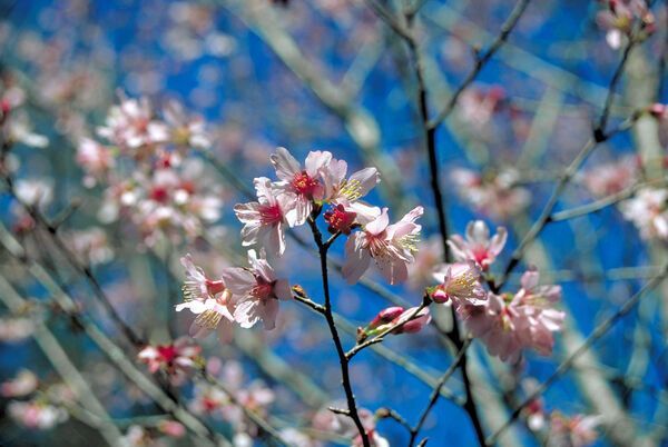 Prunus Okame Flowering Cherry for sale in Lebanon