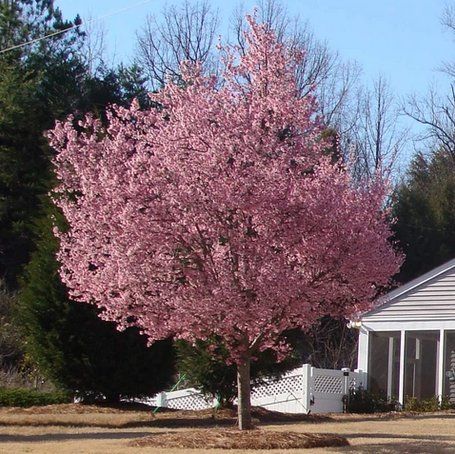 Prunus Okame Flowering Cherry Tree