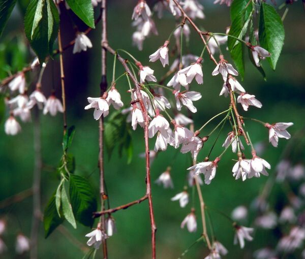 Prunus pendula Pink Weeping Cherry Flowering Cherry for sale in Lebanon