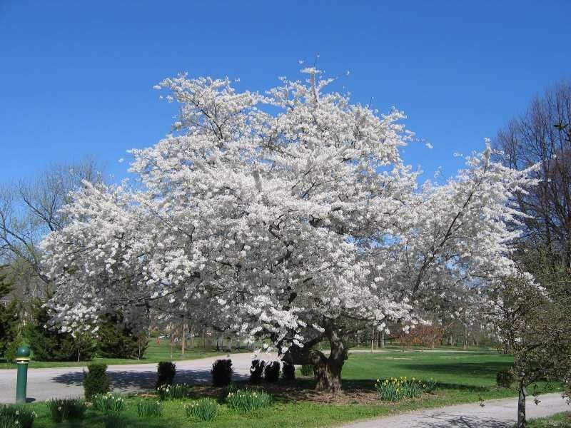 Prunus x yedoensis Yoshino Flowering Cherry for sale in Lebanon