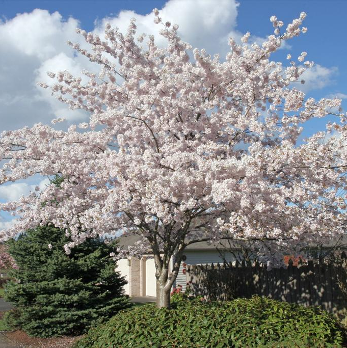 Prunus Yoshino Flowering Cherry Tree