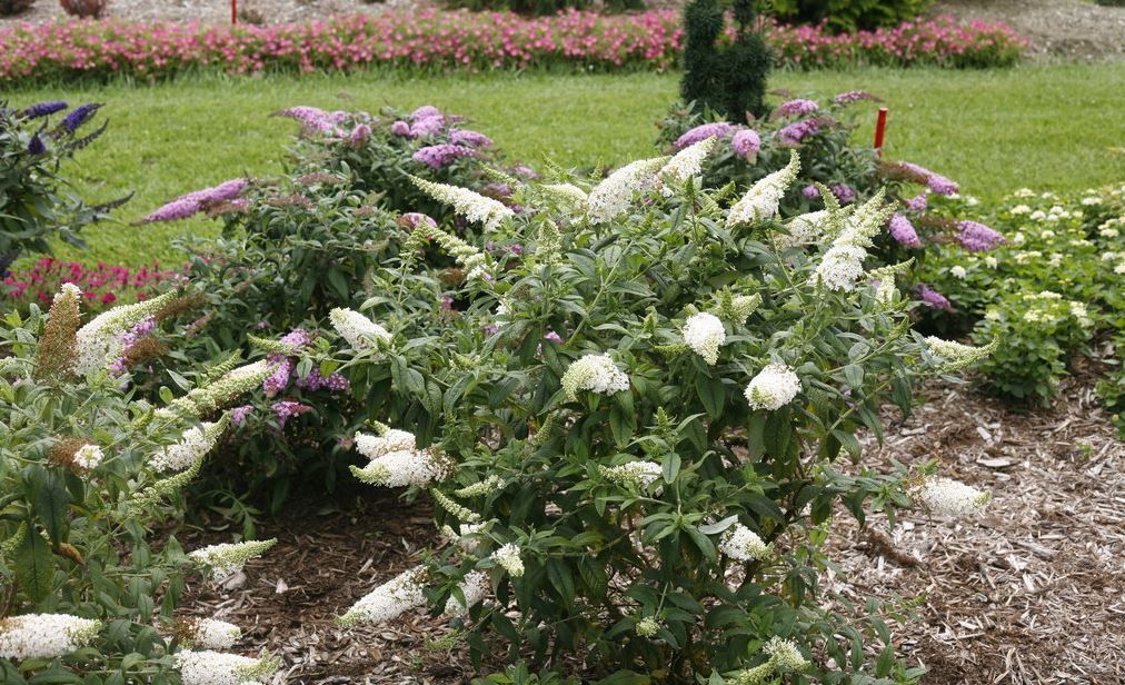 Buddleia Pugster White Butterfly bush dwarf flowering shrub for sale in Lebanon