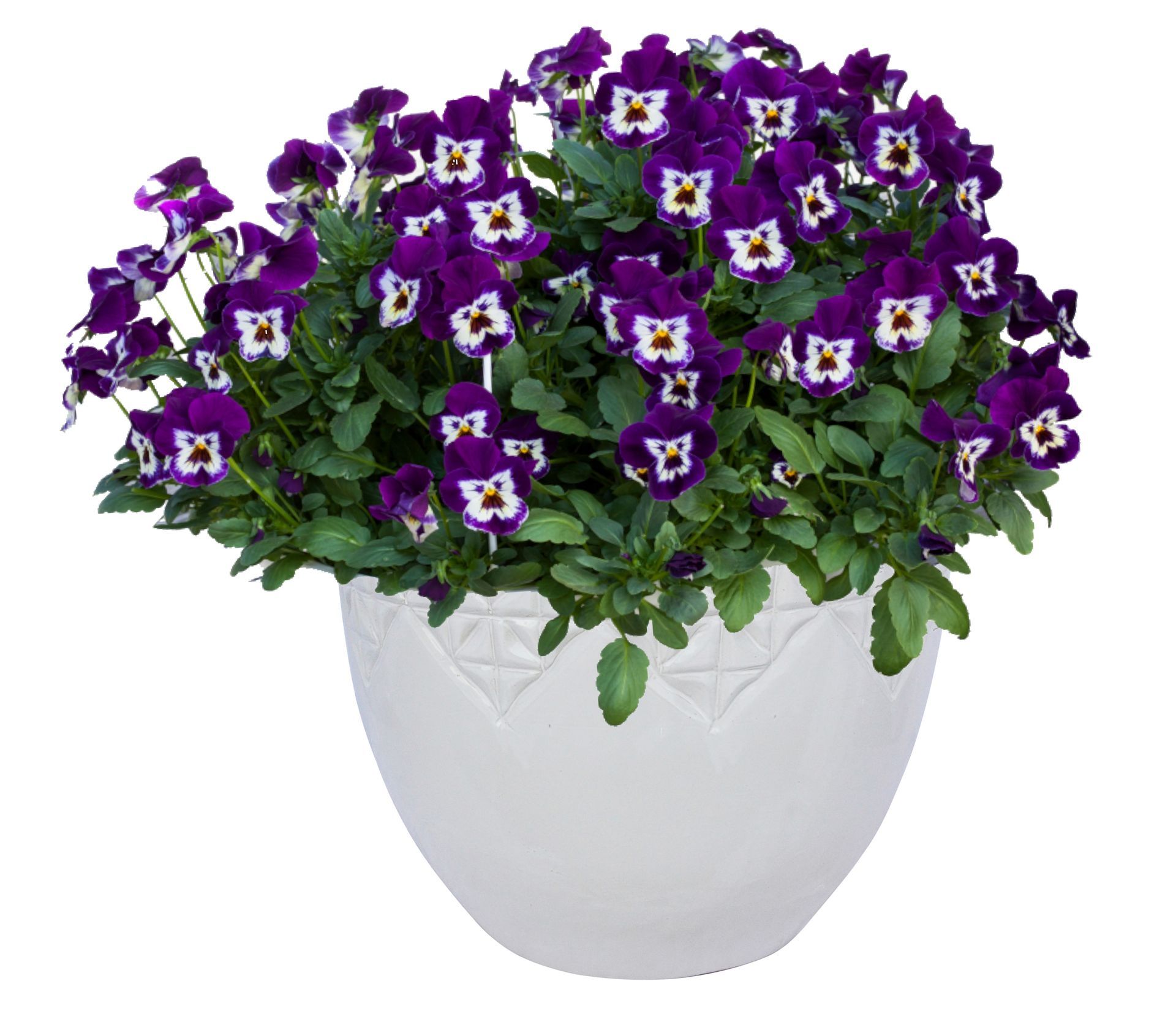 Pansy Freefall XL Purple Face Flower for sale in Lebanon PA