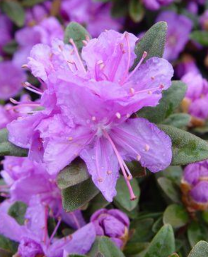 purple gem Rhododendron shrub flowering bush for sale in Lebanon