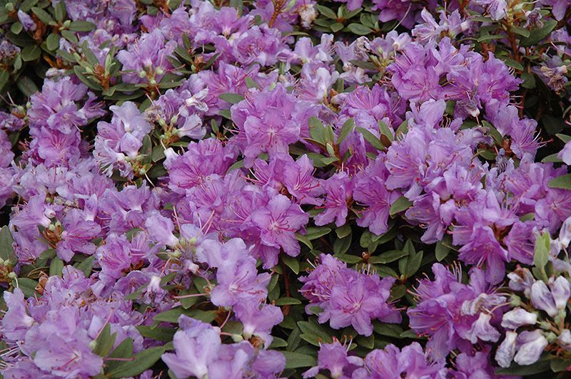 purple gem Rhododendron shrub flowering bush for sale in Lebanon