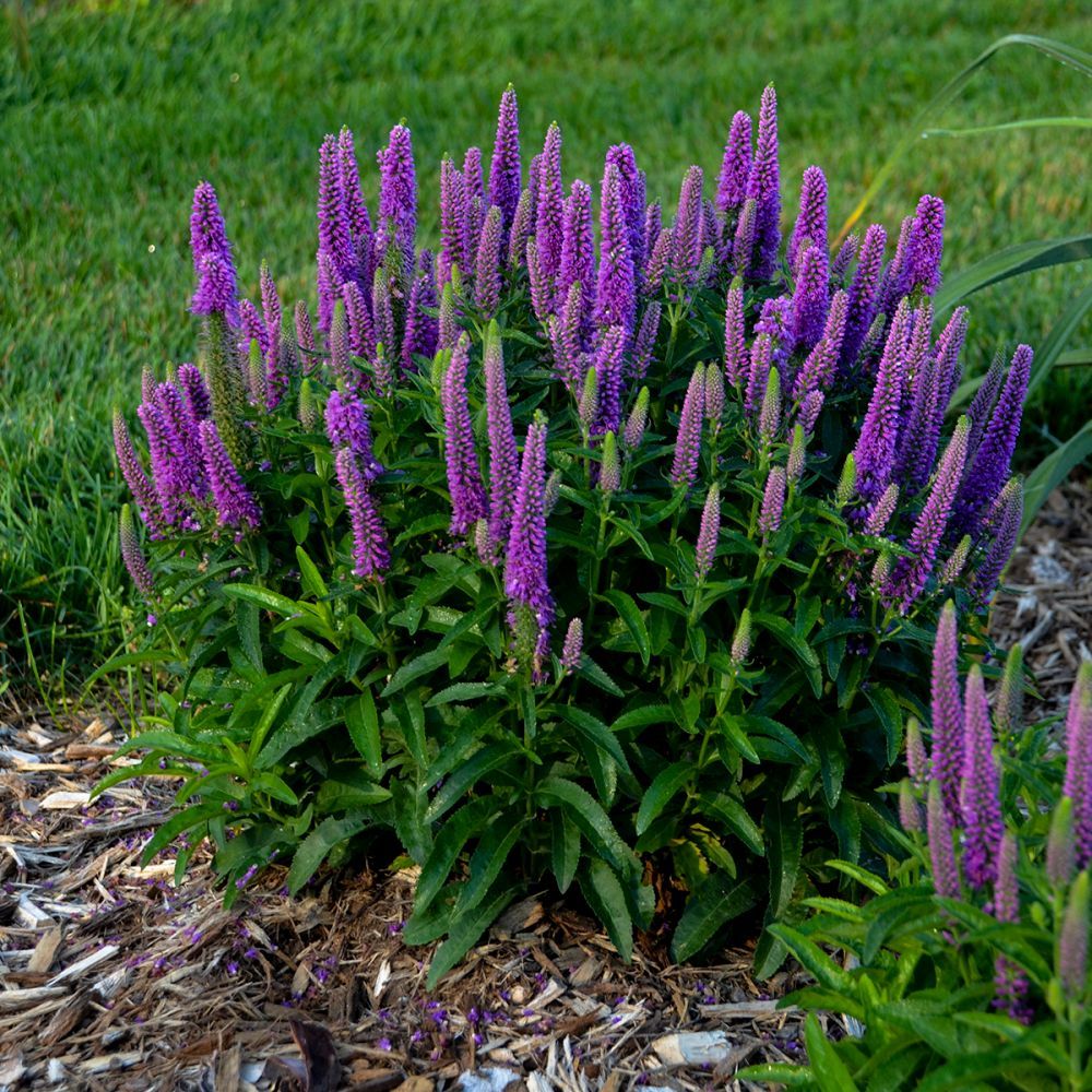 Veronica Purple Illusion Speedwell perennial for sale in Lebanon