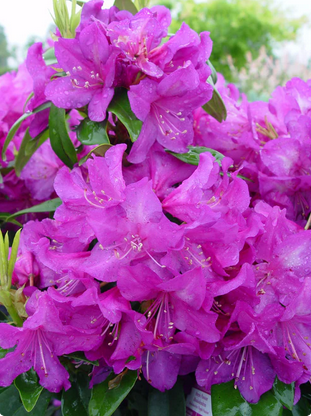 Anah Kruschke Rhododendron shrub flowering bush for sale in Lebanon