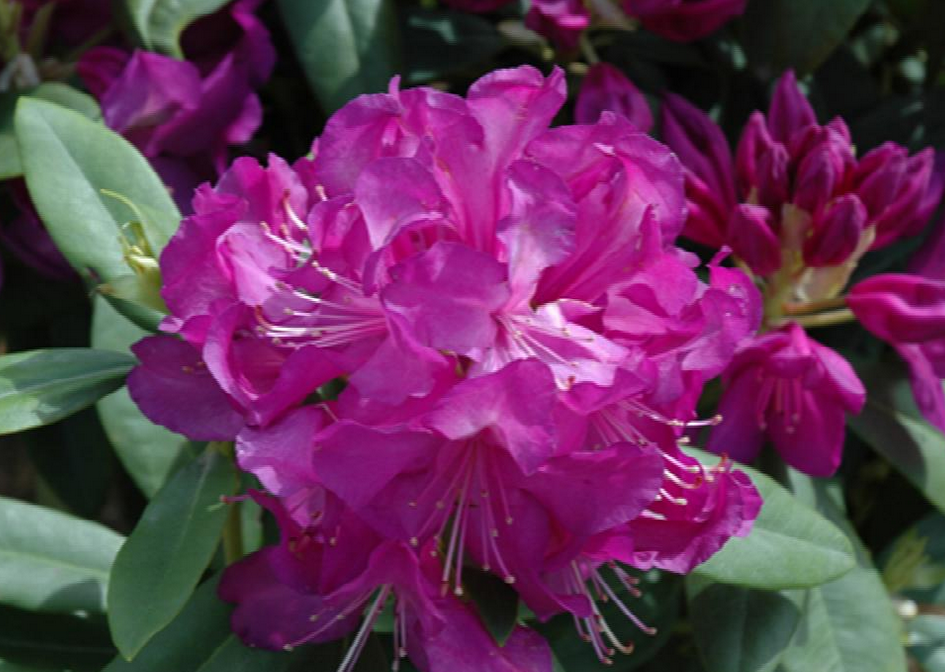 Anah Kruschke Rhododendron shrub flowering bush for sale in Lebanon