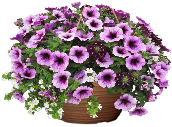 Purple Splashes Petunia hanging basket flower mix for sale in Lebanon PA