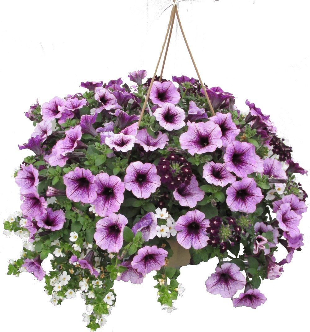 Flowers hanging basket