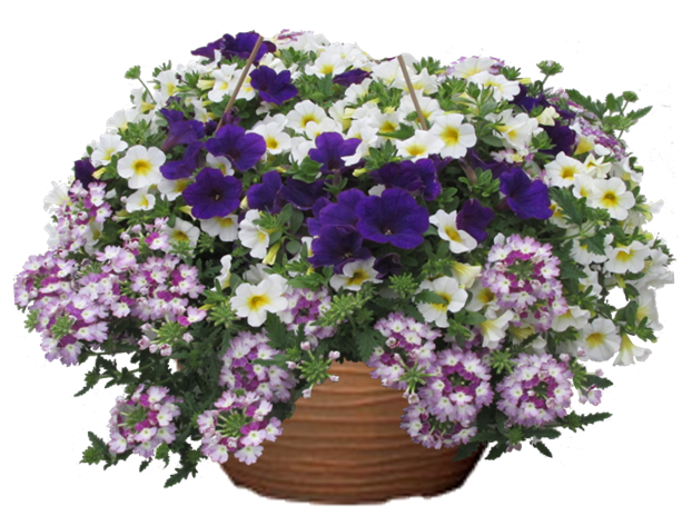 Purple Twist Petunia hanging basket flower mix for sale in Lebanon PA