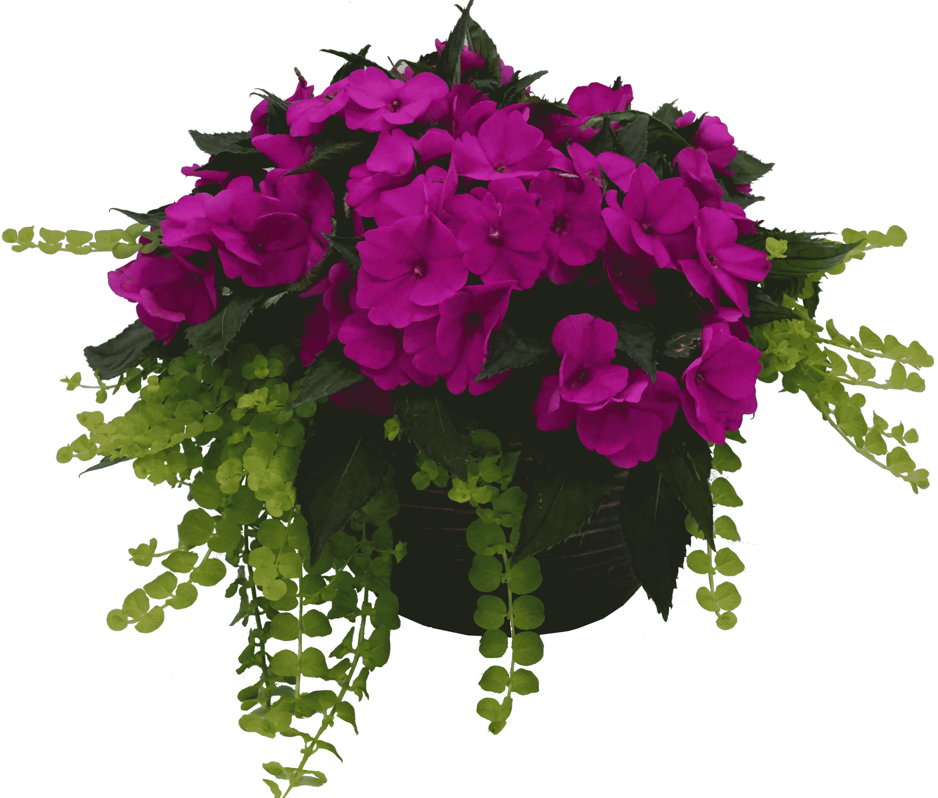 Purple Impatiens Sunpatiens Hanging Basket flowers for sale in Lebanon PA