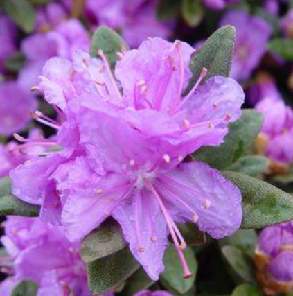 rhododendron shrub bush purple gem for sale in Lebanon