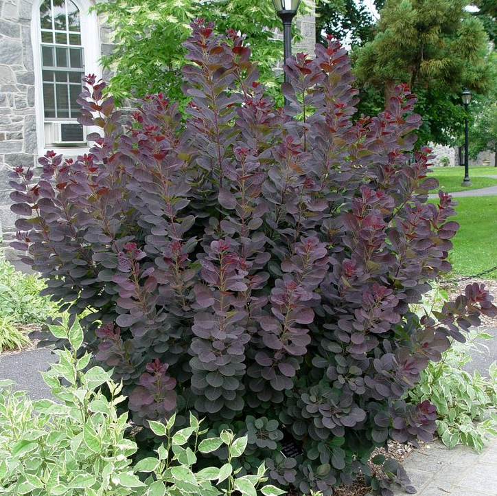 Smoke bush royal purple shrub Cotinus coggygria