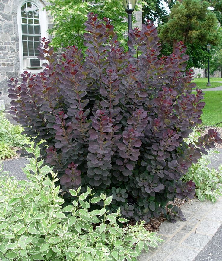 Cotinus Royal Purple Smokebush shrub flowering bush for sale in Lebanon