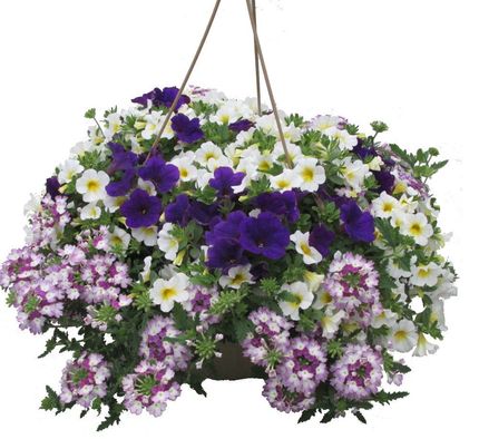 Purple Twist mixed Hanging Basket for sale in Lebanon PA