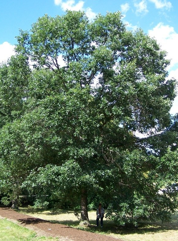 Quercus Swamp White Oak Tree