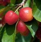 Rainier Cherry tree fruit tree for sale in Lebanon