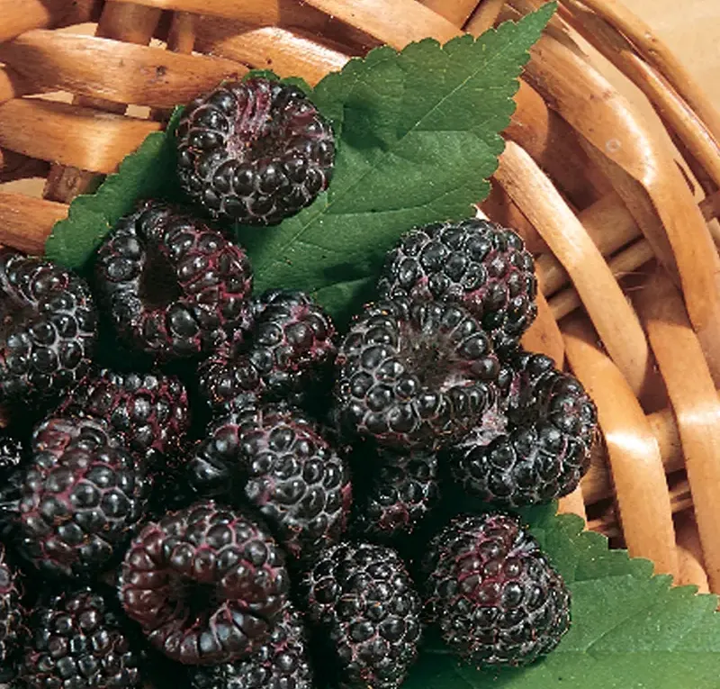 Jewel Ohio's Treasure Black Raspberry Plants for sale in Lebanon