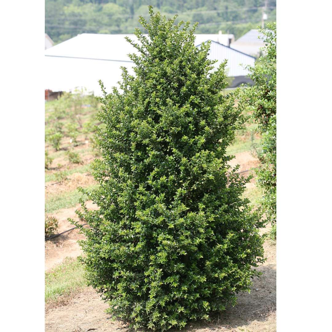 Red Beauty Holly | Evergreen | Nolt’s Garden Center