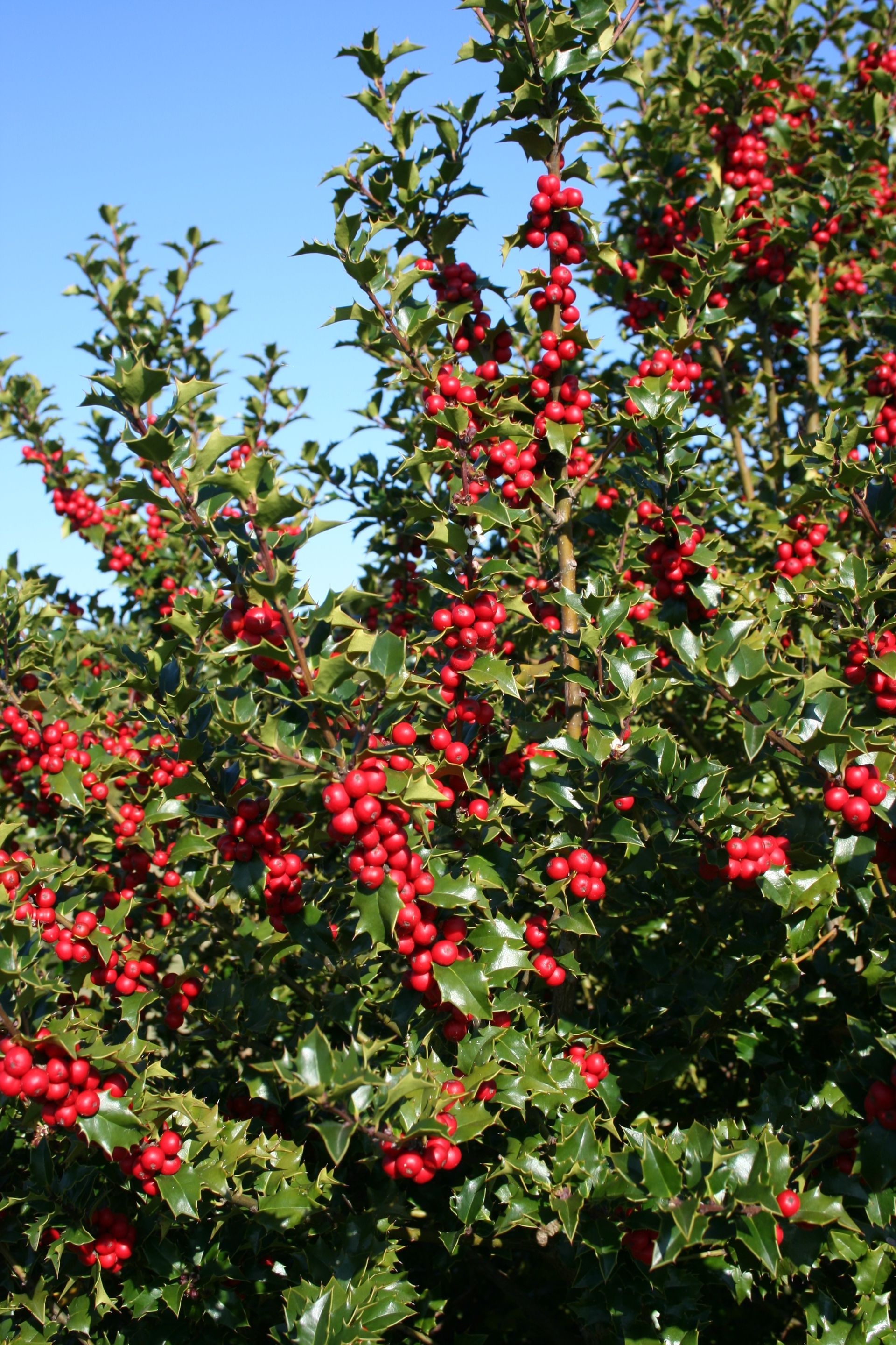 Ilex Red Beauty Holly shrub evergreen bush for sale in Lebanon