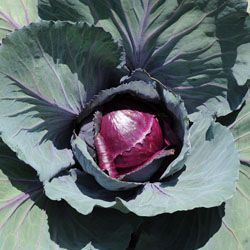 Red Cabbage plants  for sale in Lebanon PA