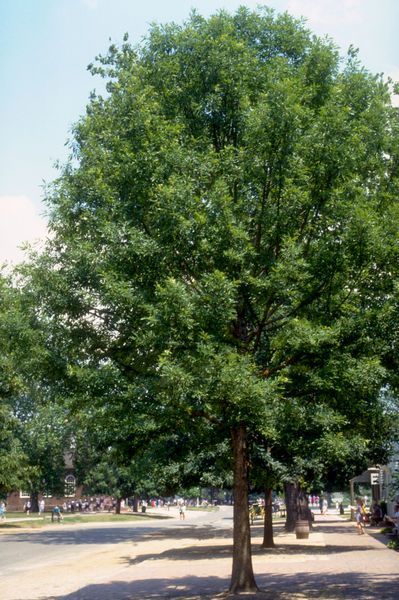 Quercus rubra Red Oak Tree for sale in Lebanon