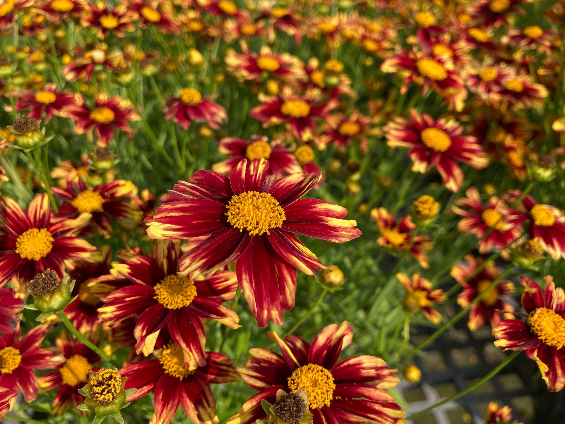 Coreopsis Red Riding Hood Tickseed broadleaf perennial for sale in Lebanon