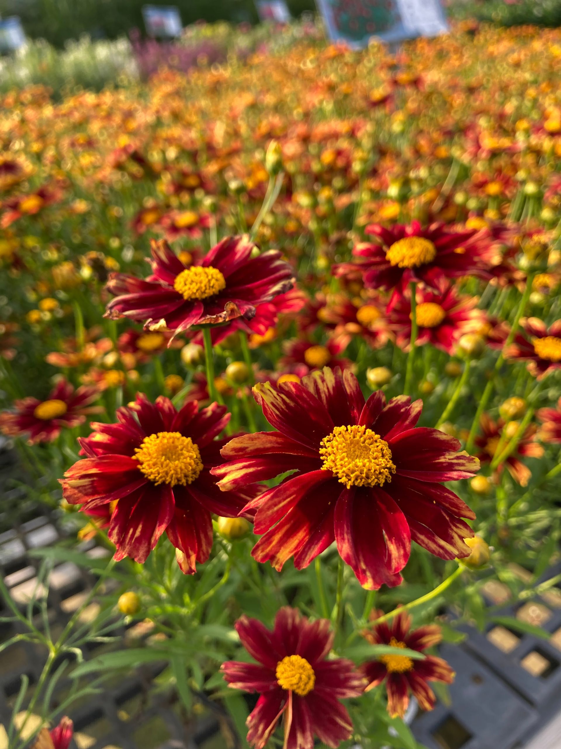 Coreopsis Red Riding Hood Tickseed broadleaf perennial for sale in Lebanon