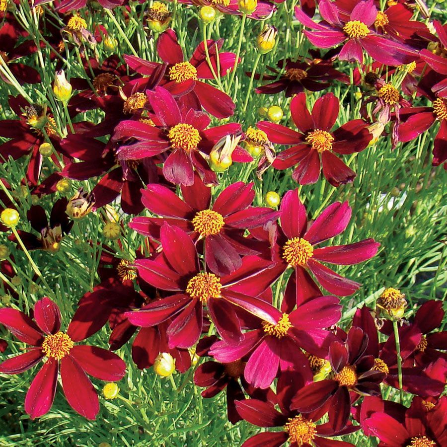 Coreopsis Red Satin Tickseed threadleaf perennial for sale in Lebanon