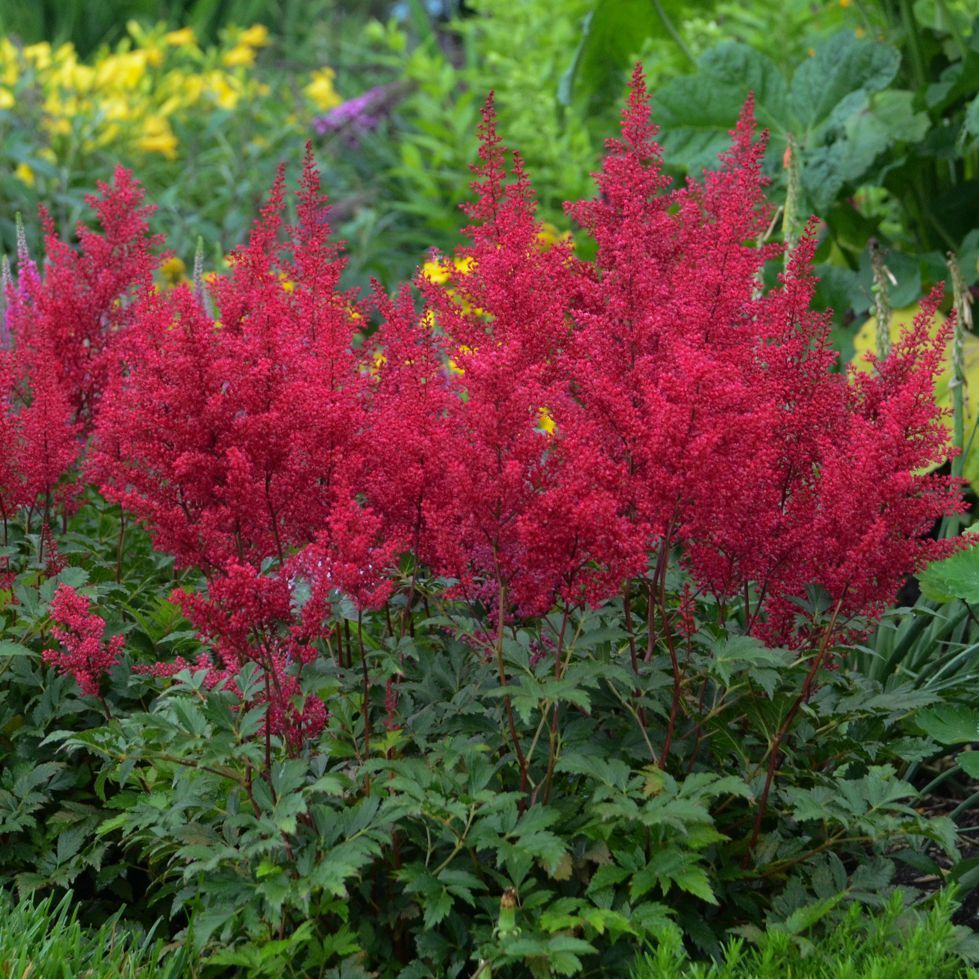 Astilbe Red Sentinel flowering perennials