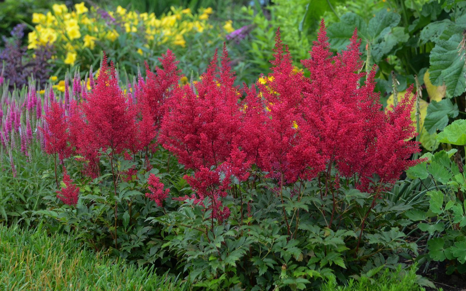 Red Sentinel Astilbe perennial for sale in Lebanon