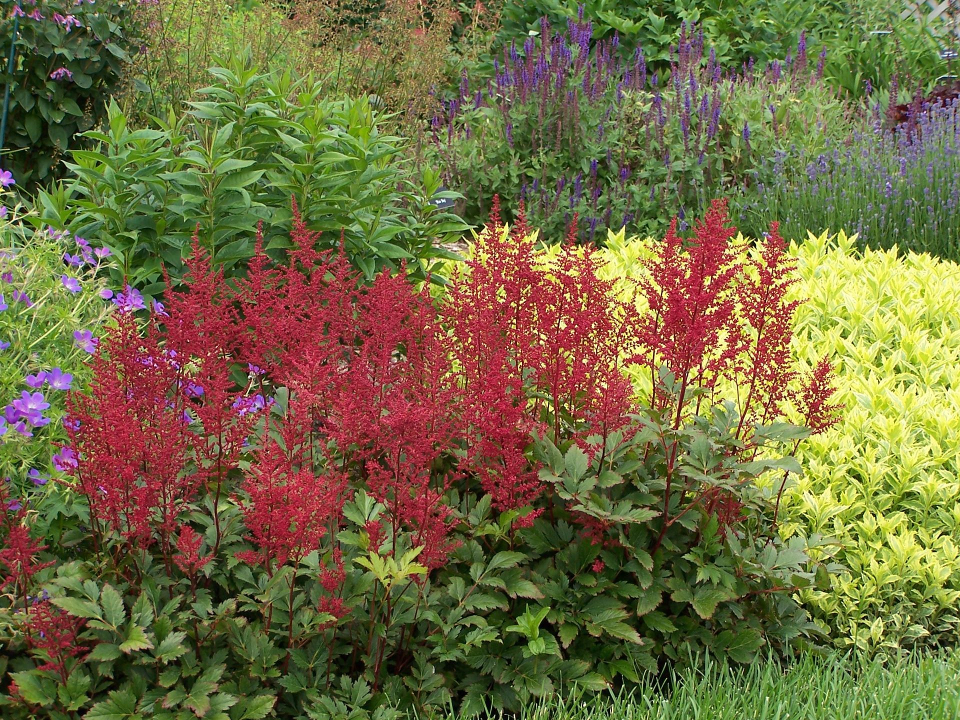 Red Sentinel Astilbe perennial for sale in Lebanon