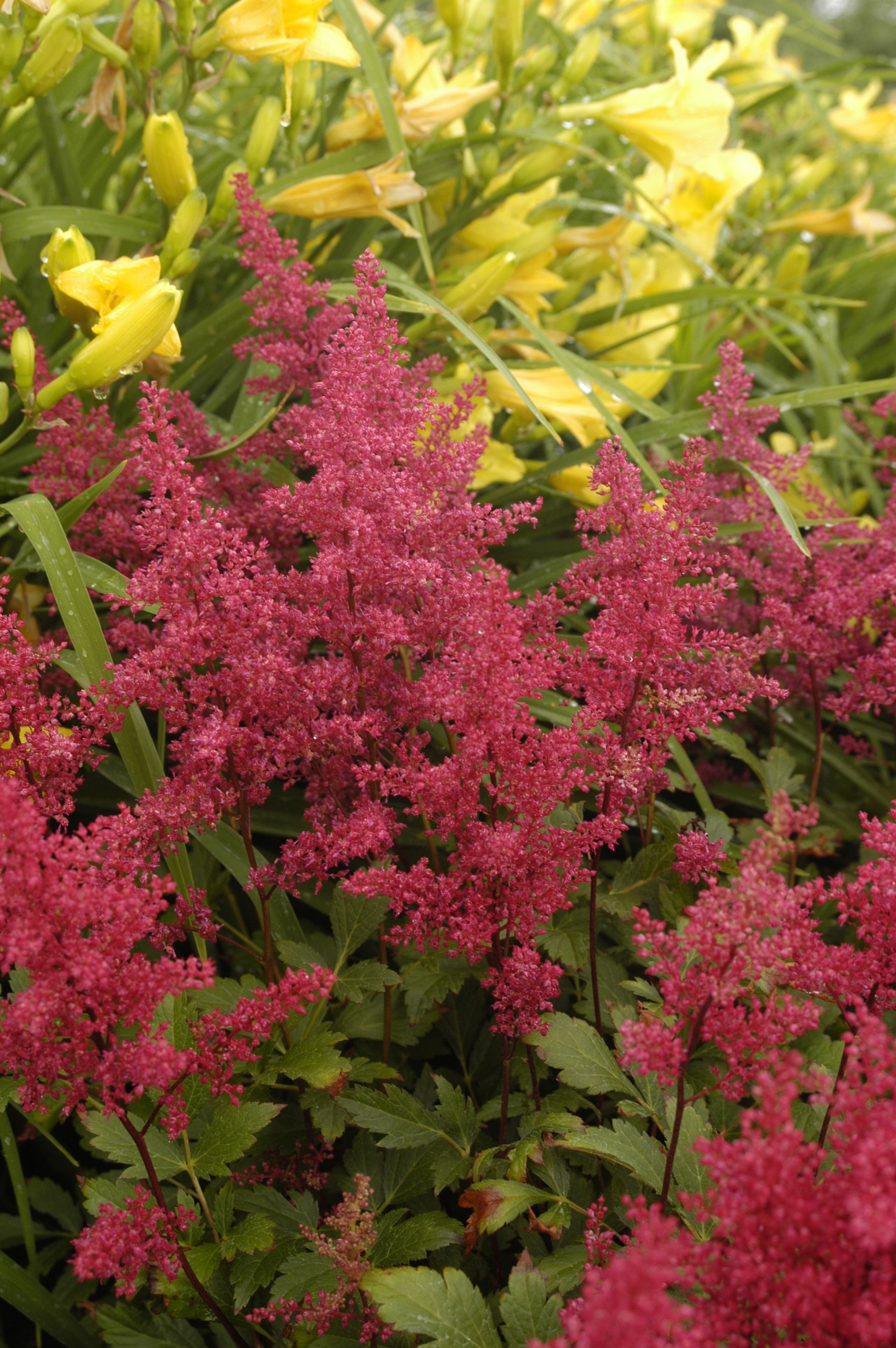 Red Sentinel Astilbe perennial for sale in Lebanon