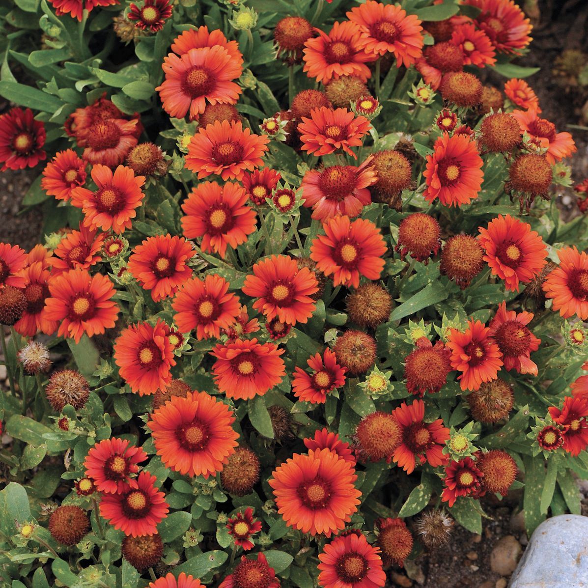 Gaillardia Arizona Red Shades Blanket Flower perennial for sale in Lebanon