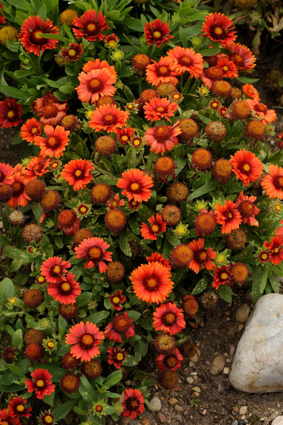 Gaillardia Arizona Red Shades Blanket Flower perennial for sale in Lebanon