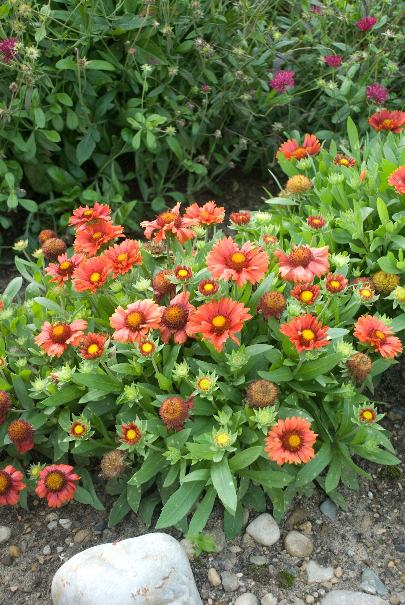 Gaillardia Arizona Red Shades Blanket Flower perennial for sale in Lebanon