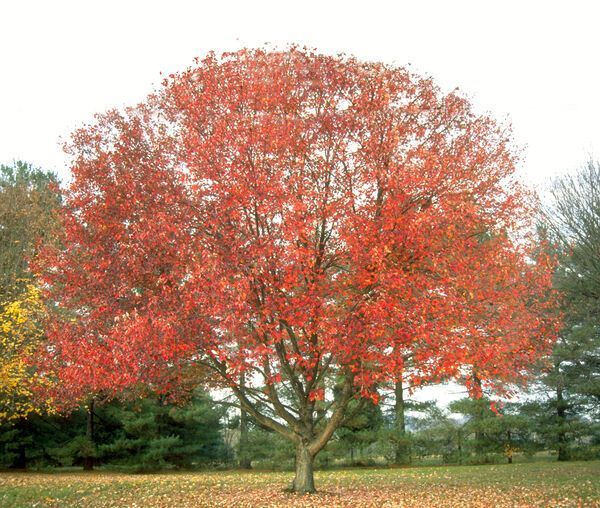Acer rubrum Franksred Red Sunset Red Maple Tree for sale in Lebanon