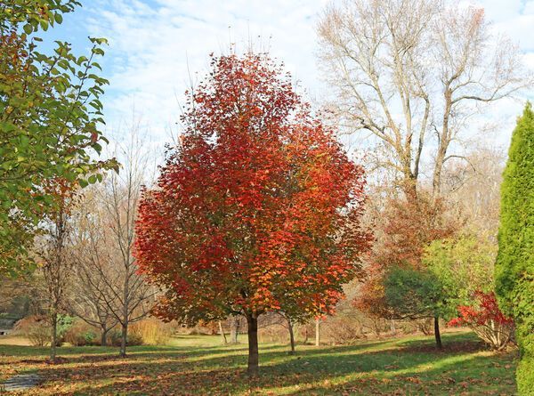 Acer rubrum Franksred Red Sunset Red Maple Tree for sale in Lebanon