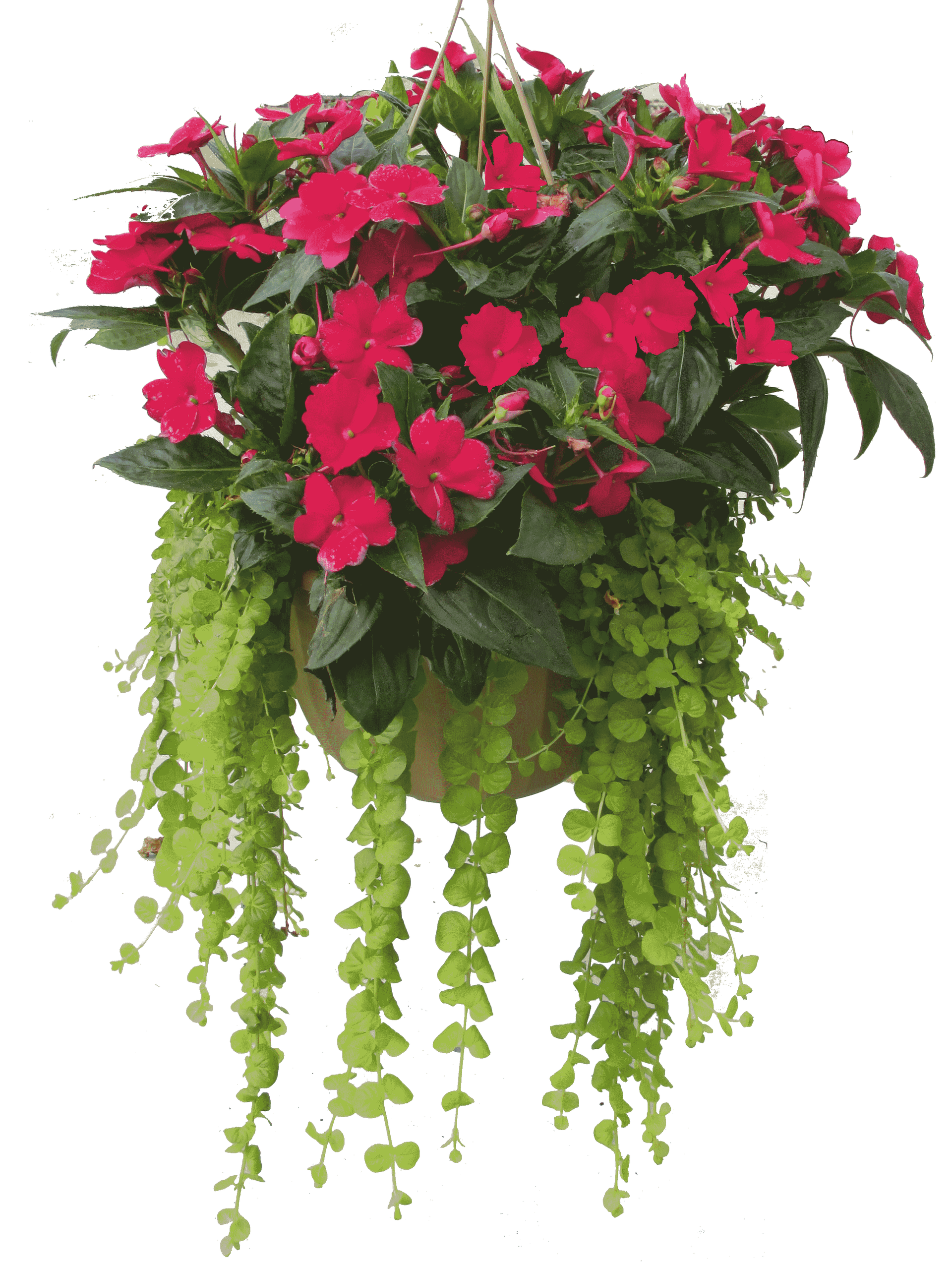 Red Impatiens Sunpatiens Hanging Basket flowers for sale in Lebanon PA