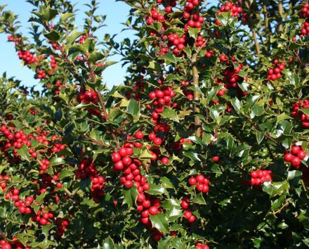 holly bush red beauty shrub evergreen